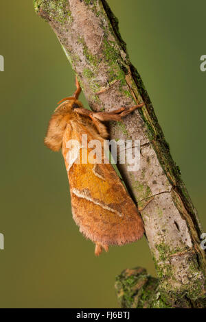 Triodia sylvina Swift (Orange, Triodia reducta, Triodia pallida), sur bois, Allemagne Banque D'Images