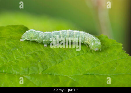 Papillon nocturne de la famille des Noctuidés (Lithophane sociaux, Lithophane hepatica), Caterpillar se nourrissent d'une feuille d'Hazel, Allemagne Banque D'Images