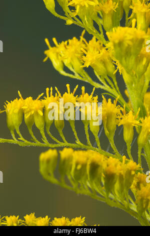 Verge d'or canadienne, meadow Houghton (Solidago canadensis), fleurs, Allemagne Banque D'Images