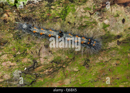 Four-spotted Valet (Lithosia quadra), Caterpillar, Allemagne Banque D'Images