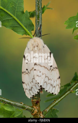 La spongieuse (Lymantria dispar), femelle sur un chêne, Allemagne Banque D'Images
