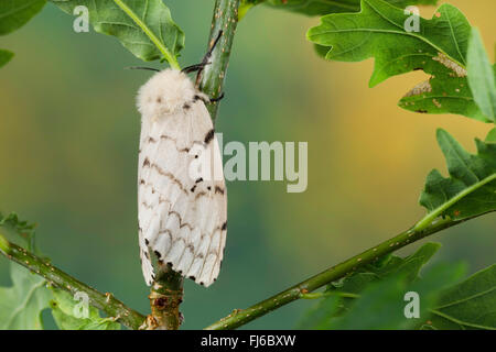 La spongieuse (Lymantria dispar), femelle sur un chêne, Allemagne Banque D'Images