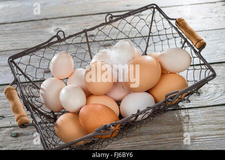 Bantam (Gallus gallus f. domestica), les œufs de poules heureux, Allemagne Banque D'Images