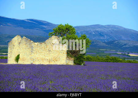 La lavande (Lavandula angustifolia), la ruine dans les champs de lavande en fleurs, France, Provence, Alpes de Haute Provence, Valensole Banque D'Images