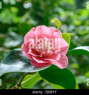 Japanese camellia (Camellia japonica 'RL Wheeler', Camellia japonica RL Wheeler), fleur du cultivar RL Wheeler, Royaume-Uni, Angleterre Banque D'Images