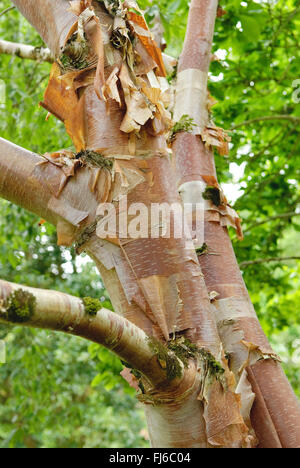 Rouge de Chine (Betula albosinensis Betula albosinensis, var. albosinensis), l'écorce, l'Irlande Banque D'Images