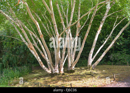 Erman's Birch, Rock russe Bouleau (Betula ermanii 'Grayswood Hill', Betula ermanii Grayswood Hill), troncs de cultivar Grayswood Hill, Royaume-Uni Banque D'Images