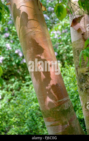 Rouge de Chine (Betula albosinensis Betula albosinensis, var. albosinensis), l'écorce, Pologne Banque D'Images