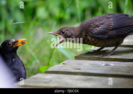 Blackbird (Turdus merula), jeune oiseau la mendicité, l'alimentation mâle jeune oiseau hors du nid, l'Allemagne, la Bavière Banque D'Images