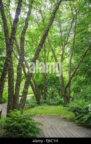 River, bouleau (Betula nigra bouleau noir), des arbres dans un parc, Pays-Bas Banque D'Images