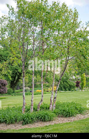 Rouge de Chine (Betula albosinensis Betula albosinensis, var. albosinensis), trois jeunes arbres, Irlande Banque D'Images