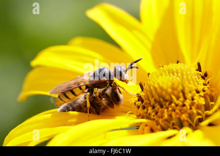 Bee-killer wasp, Bee-killer (Philanthus triangulum, Philanthus apivorus), défaisant l'abeille sur une fleur jaune, l'Allemagne, la Bavière Banque D'Images