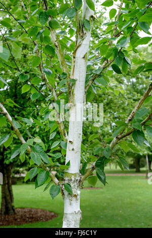 Bouleau pubescent (Betula utilis 'oorenbos', Betula utilis Doorenbos), le tronc du cultivar Doorenbost, Royaume-Uni Banque D'Images