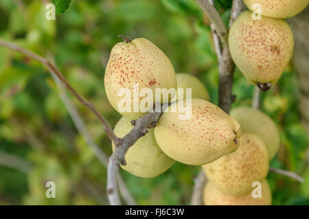 Cognassier (ornement Chaenomeles x superba 'Fusion', Chaenomeles x superba Fusion), les fruits de la fusion cultivar, l'Allemagne, la Saxe Banque D'Images