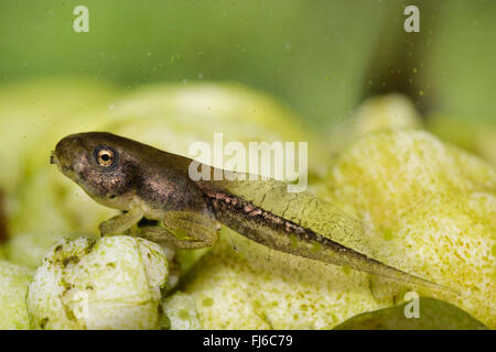 Rainette versicolore rainette commune, européenne, de l'Europe centrale rainette versicolore (Hyla arborea), polliwog à pattes courtes, Allemagne, Bavière, Niederbayern, Basse-Bavière Banque D'Images