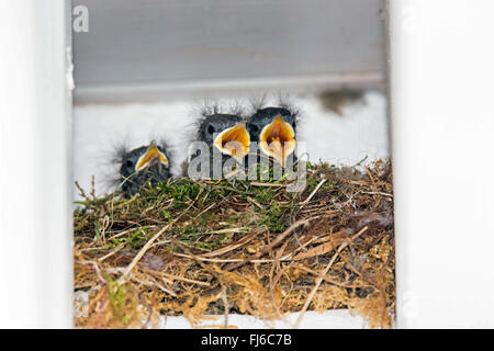 Rougequeue noir (Phoenicurus ochruros), des poussins mendier de la nourriture, de l'Allemagne, de Bavière, Niederbayern, Basse-Bavière Banque D'Images