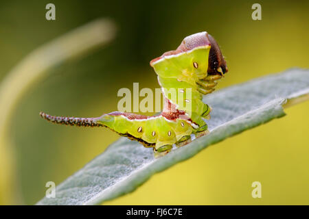 Puss moth (Cerura vinula, Dicranura vinula), à peau claire caterpillar, Germany, Bavaria, Niederbayern, Basse-Bavière Banque D'Images