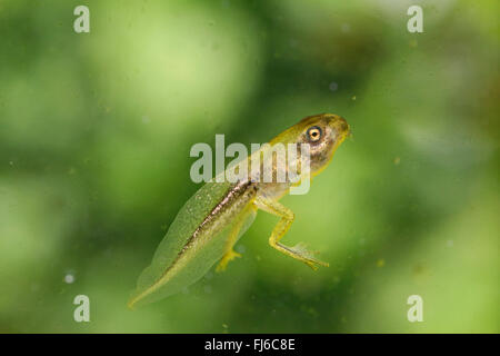 Rainette versicolore rainette commune, européenne, de l'Europe centrale rainette versicolore (Hyla arborea), polliwog à pattes courtes, Allemagne, Bavière, Niederbayern, Basse-Bavière Banque D'Images