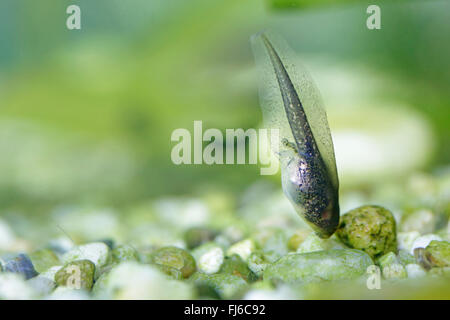 Rainette versicolore rainette commune, européenne, de l'Europe centrale rainette versicolore (Hyla arborea), polliwog à pattes courtes, Allemagne, Bavière, Niederbayern, Basse-Bavière Banque D'Images