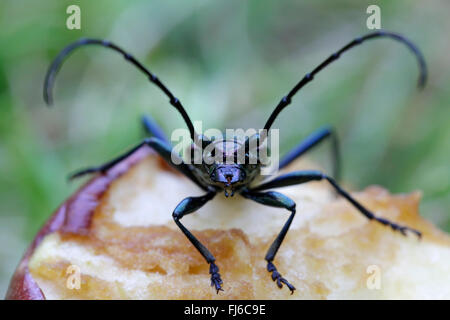 Musk (Aromia moschata), homme assis sur une manne apple, Germany, Bavaria, Niederbayern, Basse-Bavière Banque D'Images