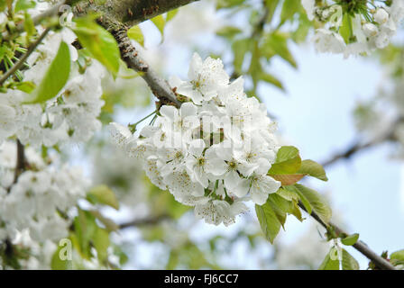 Cherry Tree, Sweet cherry (Prunus avium 'Hedelfinger Riesenkirsche', Prunus avium Hedelfinger Riesenkirsche), succursale de blooming Hedelfinger Riesenkirsche cultivar, Allemagne Banque D'Images