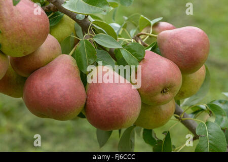 Poirier commun (Pyrus communis 'Dicolor', Pyrus communis Dicolor), les poires sur un arbre, le cultivar Dicolor, Allemagne Banque D'Images