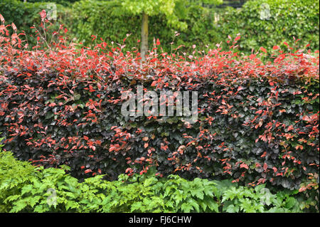 Copper beech (Fagus sylvatica var. purpurea, Fagus sylvatica 'Atropunicea', Fagus sylvatica Atropunicea), d'une haie de cultivar Atropunicea, Pays-Bas Banque D'Images