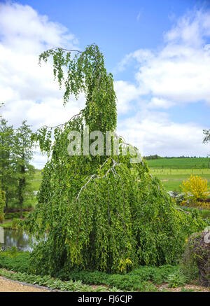 Hêtre pleureur (Fagus sylvatica 'pendula', Fagus sylvatica pendula), cultivar pendula, Pologne Banque D'Images