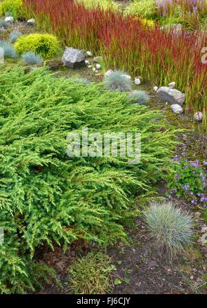 Temple, port de Juniper Genévrier (Juniperus rigida 'chlager', Juniperus rigida Schlager), Sachalin-Kriech-Wacholder Banque D'Images