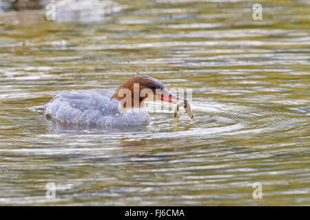 Harle bièvre (Mergus merganser), avec le poisson dans le bec, l'Autriche, Burgenland, le parc national de Neusiedler See Banque D'Images