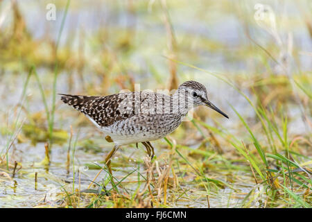 Le chevalier sylvain (Tringa glareola), marcher dans une prairie flottaient dans l'eau peu profonde, l'Autriche, Burgenland, le parc national de Neusiedler See Banque D'Images