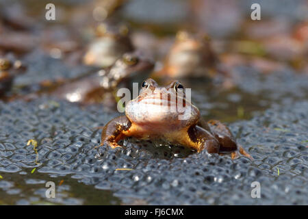 Grenouille rousse, grenouille herbe (Rana temporaria), assis dans l'eau avec des oeufs, de l'Autriche, Burgenland, le parc national de Neusiedler See Banque D'Images