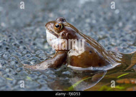 Grenouille rousse, grenouille herbe (Rana temporaria), assis dans l'eau avec des oeufs, de l'Autriche, Burgenland, le parc national de Neusiedler See Banque D'Images