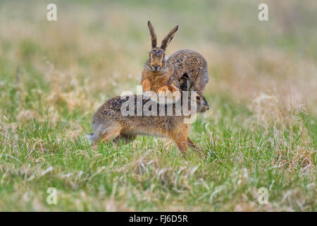 Lièvre européen, lièvre Brun (Lepus europaeus), deux hommes en lutte pendant la période de reproduction, l'Autriche, Burgenland Banque D'Images