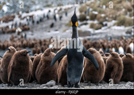 Manchot royal (Aptenodytes patagonicus) des profils avec des poussins Droit La Baie des Baleines, la Géorgie du Sud Banque D'Images