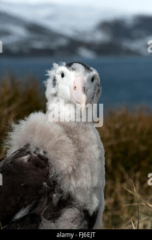 Albatros (Diomedea exulans) portrait de la Géorgie du Sud, Île Prion Banque D'Images