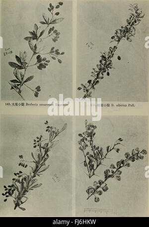 Un ouvrage botanique de 1955 axé sur la flore du nord-est de la Chine, offrant des descriptions détaillées des espèces végétales indigènes et de leurs rôles écologiques. Banque D'Images