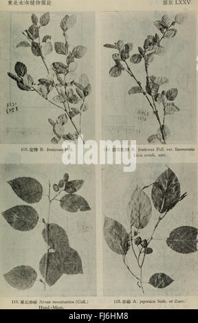 Dong BEI Mu Ben Zhi Wu tu Zhi, une œuvre botanique chinoise axée sur la flore du nord-est de la Chine, avec des illustrations et des classifications détaillées des plantes. Banque D'Images