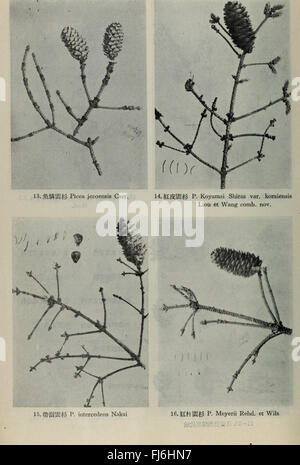 Dong BEI mu ben zhi wu tu zhi Banque D'Images