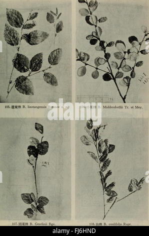 Dong BEI Mu Ben Zhi Wu tu Zhi (1955) Banque D'Images