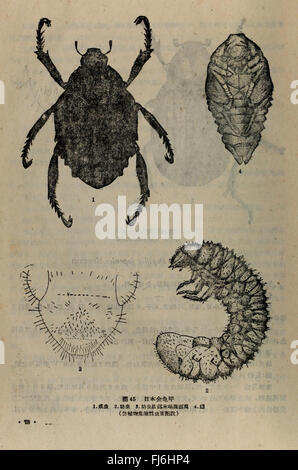 L’étude agricole de 1959 *Dong BEI nong zuo wu hai chong tu shuo* documente les pratiques agricoles dans le nord-est de la Chine, en se concentrant sur la gestion des cultures, les conditions du sol et les techniques agricoles. Il fournit des informations précieuses sur le développement agricole régional, les pratiques durables et l'évolution des techniques agricoles chinoises au XXe siècle. Banque D'Images