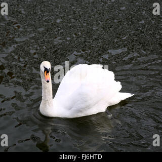 Gdansk, Pologne. Feb 29, 2016. Un cygne est vu nager dans la Vistule morte. C'est une branche de la Vistule, qui coule à travers la ville de Gda ?sk dans le nord de la Pologne. © Anna Ferensowicz/ Pacific Press/Alamy Live News Banque D'Images