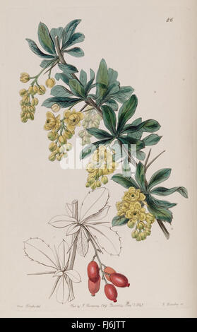 Edwards's Botanical Register Banque D'Images