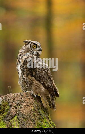 Grand-duc d'Amérique / Tiger ( Owl Bubo virginianus ) perché sur une souche d'arbre, regarde en arrière, entouré de couleurs automnales. Banque D'Images