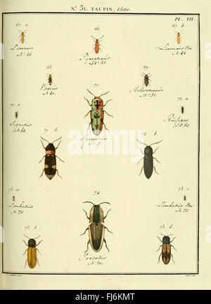 Entomologie, ou, Histoire naturelle des insectes (No. Taupin 31 Pl. VII)