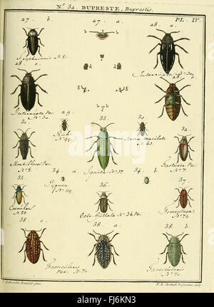 Entomologie, ou, Histoire naturelle des insectes (No. Bupreste 32 Pl. IV) Banque D'Images