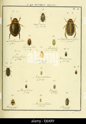 Entomologie, ou, Histoire naturelle des insectes (No. 40 Dytique Pl. II) Banque D'Images