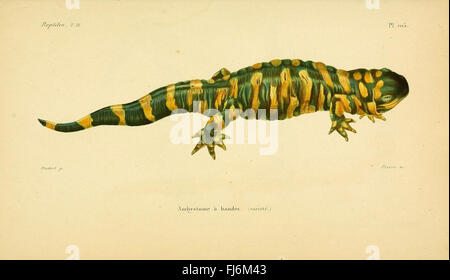 ErpC3A9tologie gC3A9nC3A9rale, ou, Histoire naturelle complC3A8te des reptiles Banque D'Images