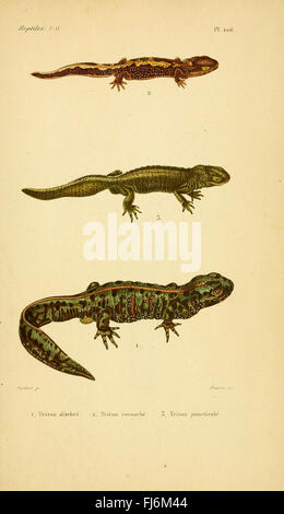 ErpC3A9tologie gC3A9nC3A9rale, ou, Histoire naturelle complC3A8te des reptiles Banque D'Images