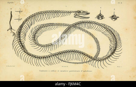 ErpC3A9tologie gC3A9nC3A9rale, ou, Histoire naturelle complC3A8te des reptiles Banque D'Images